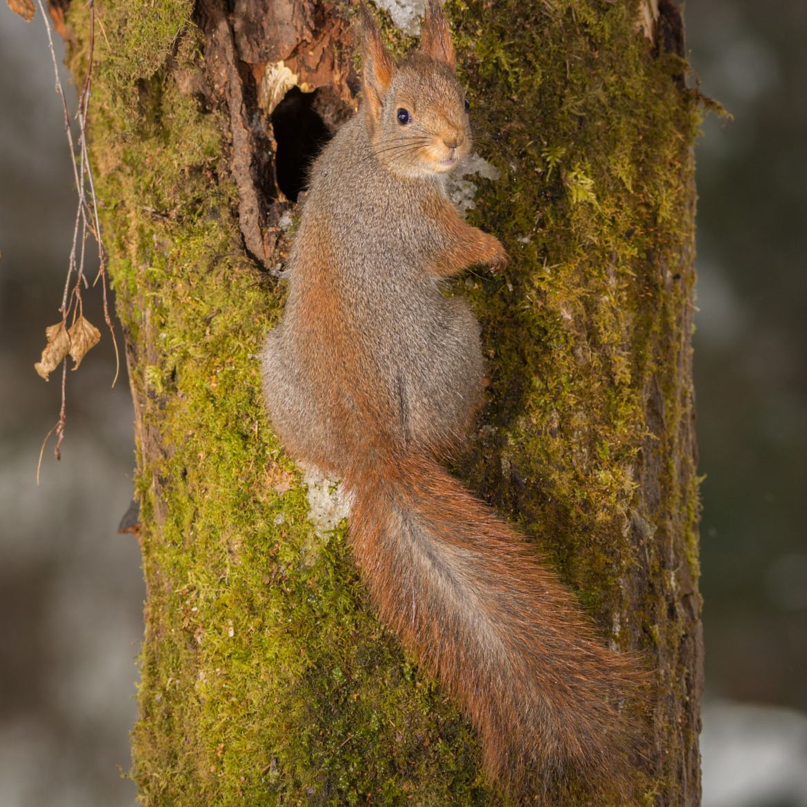 a red squirrel climbing a mossy tree, looking back at us from near the entrance hole of its drey